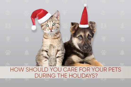 How Should You Care For Your Pet During the Holidays?
